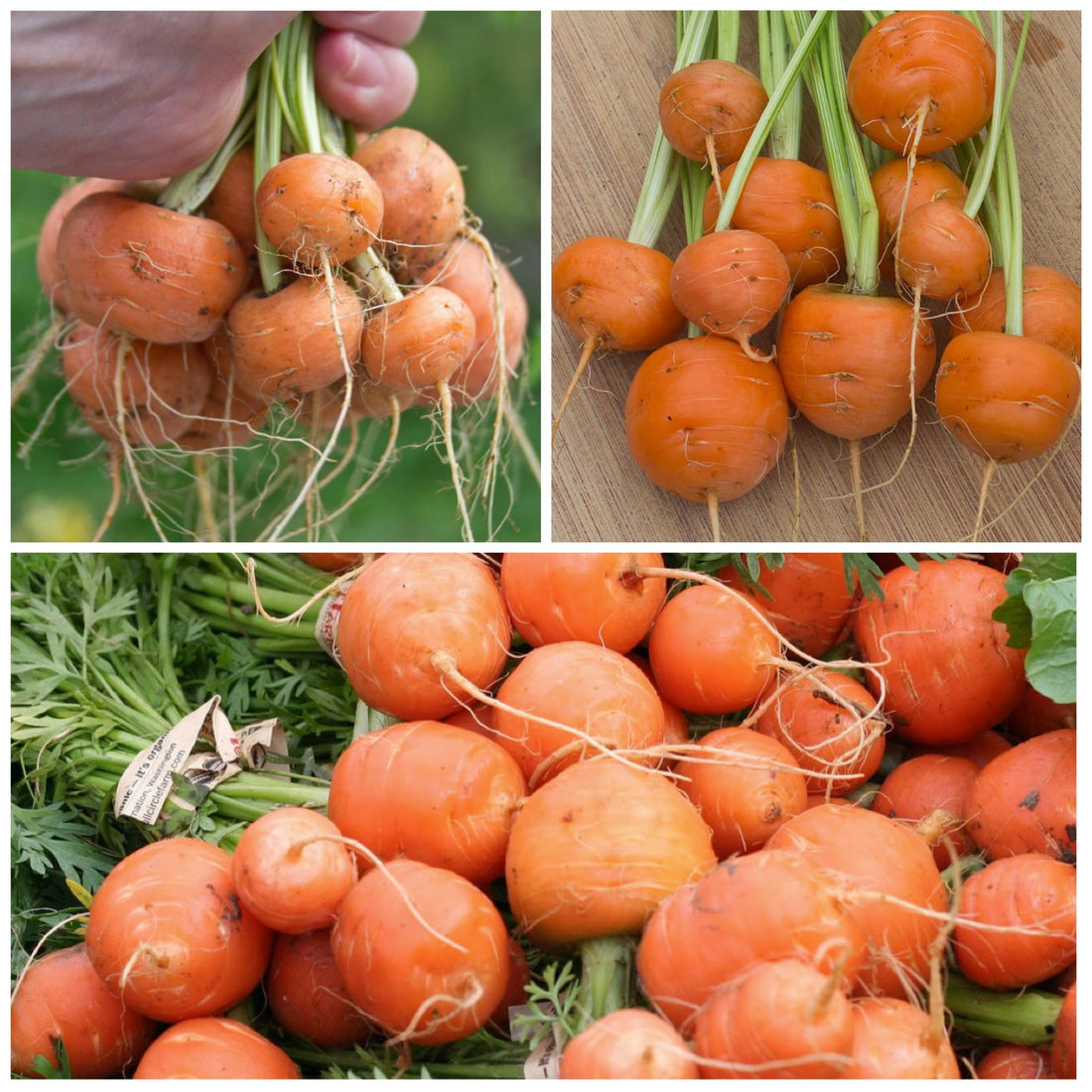 Paris Carrot Seeds