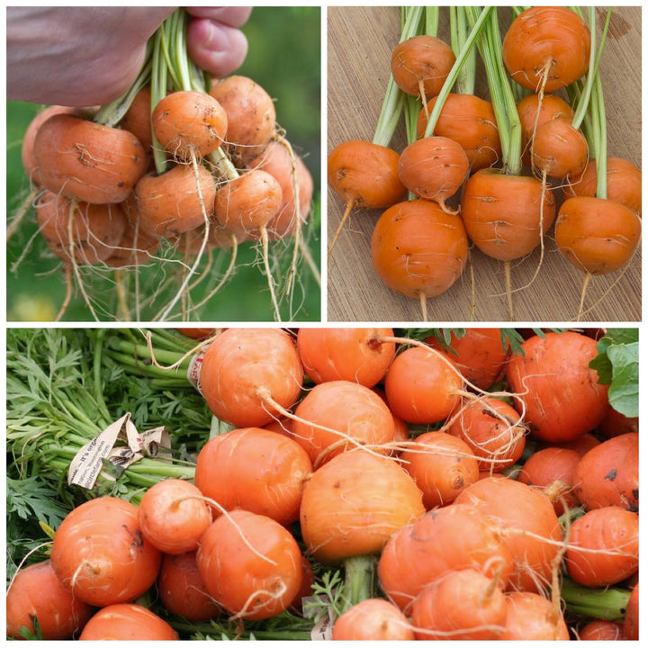 Paris Carrot Seeds