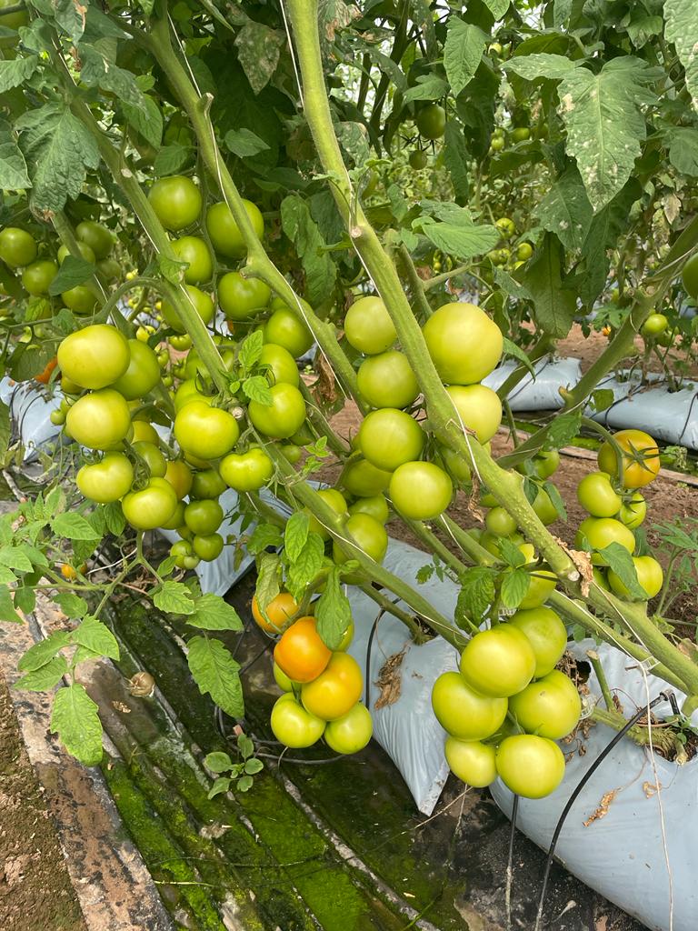 Green Tomato Seeds for Planting – Heirloom Non-GMO Garden Seeds