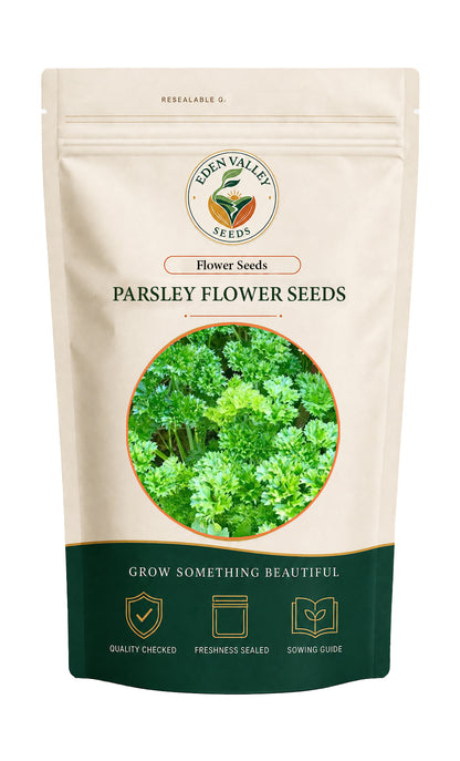 Parsley flowers growing in a garden
