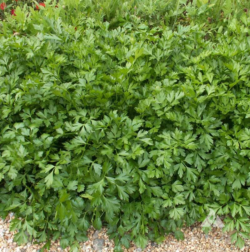 Parsley Vegetable Seeds for Planting – Petroselinum crispum Heirloom Garden Seeds