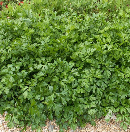 Parsley Vegetable Seeds for Planting – Petroselinum crispum Heirloom Garden Seeds