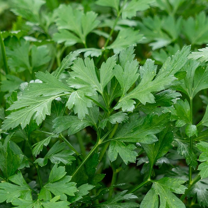 Parsley Vegetable Seeds for Planting – Petroselinum crispum Heirloom Garden Seeds