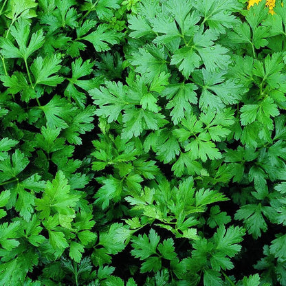 Parsley Flower Seeds for Planting – Heirloom Non-GMO Garden Seeds