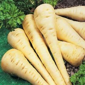 Parsnip vegetable seeds for planting with mature creamy-white parsnip roots in garden soil