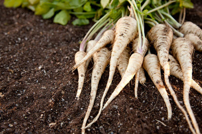 Parsnip vegetable seeds for planting with mature creamy-white parsnip roots in garden soil