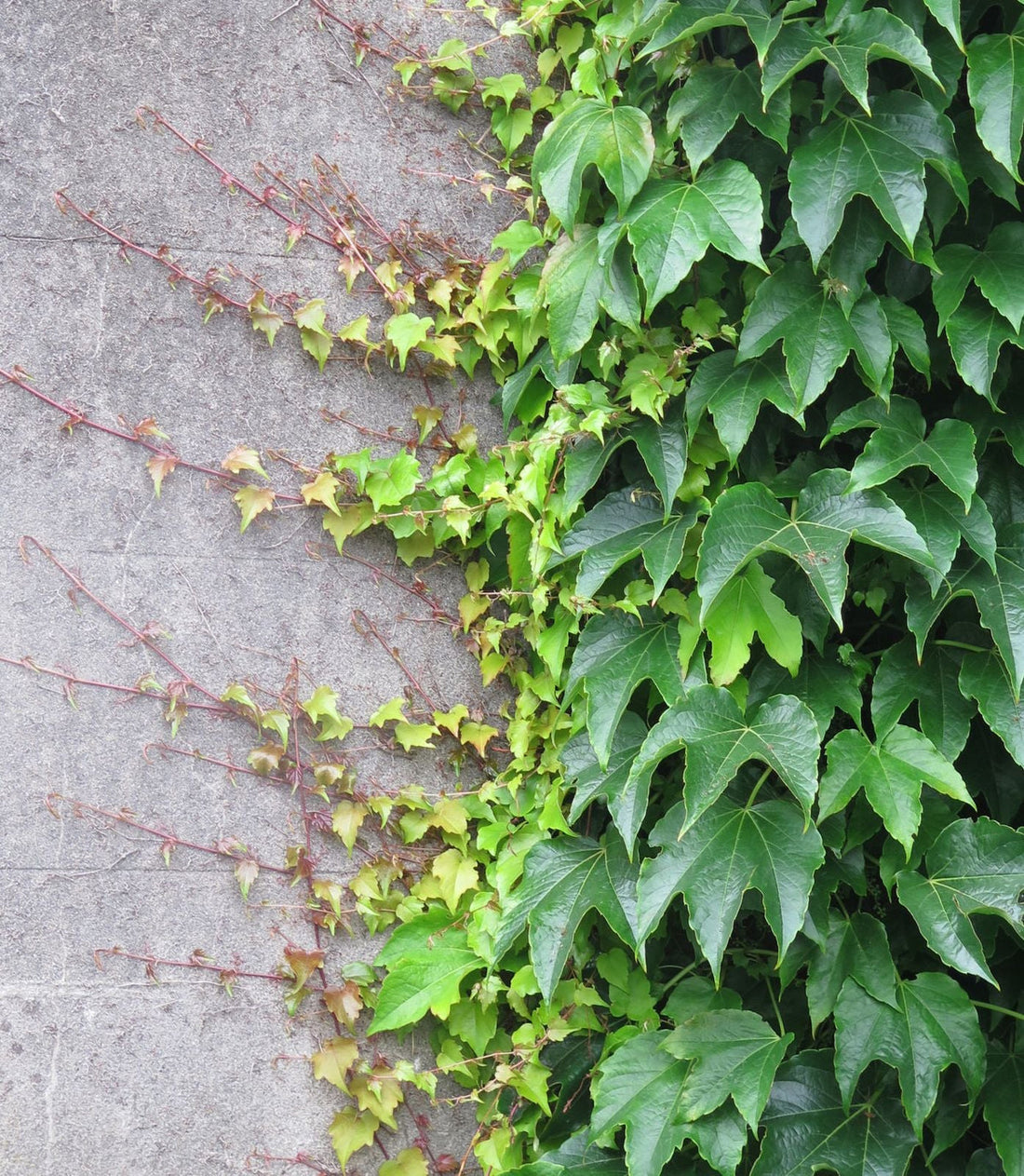 Parthenocissus Tricuspidata flower seeds