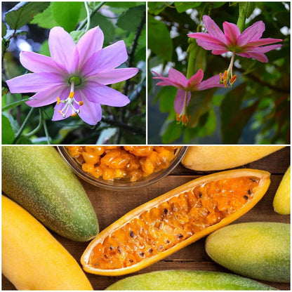 Banana Passion Fruit Seeds for Planting – Heirloom Non-GMO Garden Seeds