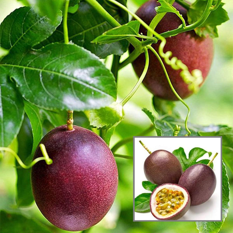 Passion Fruit Passiflora edulis Fruit Seeds for Planting – Heirloom Non-GMO Garden Seeds