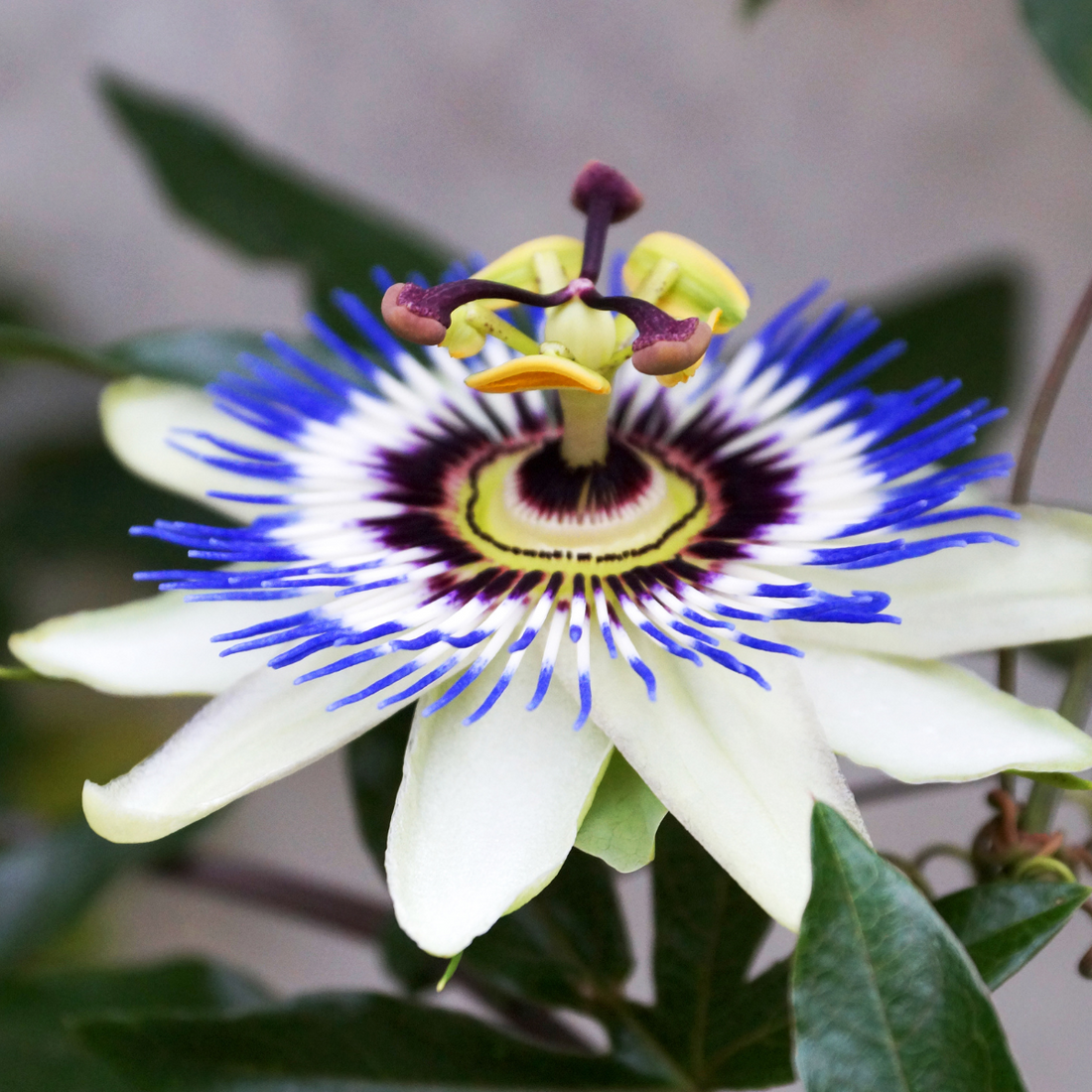Blue Passiflora flower seeds