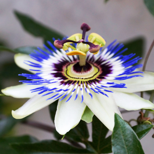Blue Passiflora flower seeds