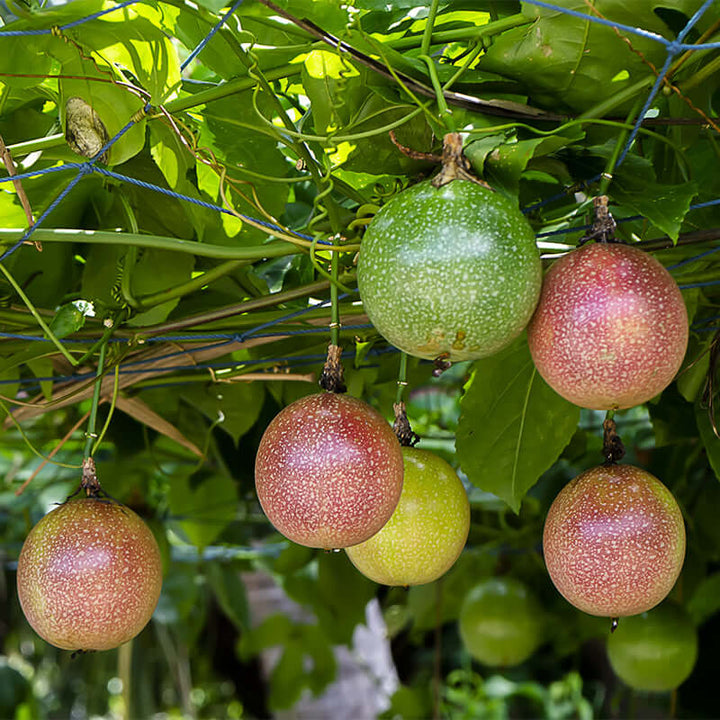 passiflora incarnata seeds