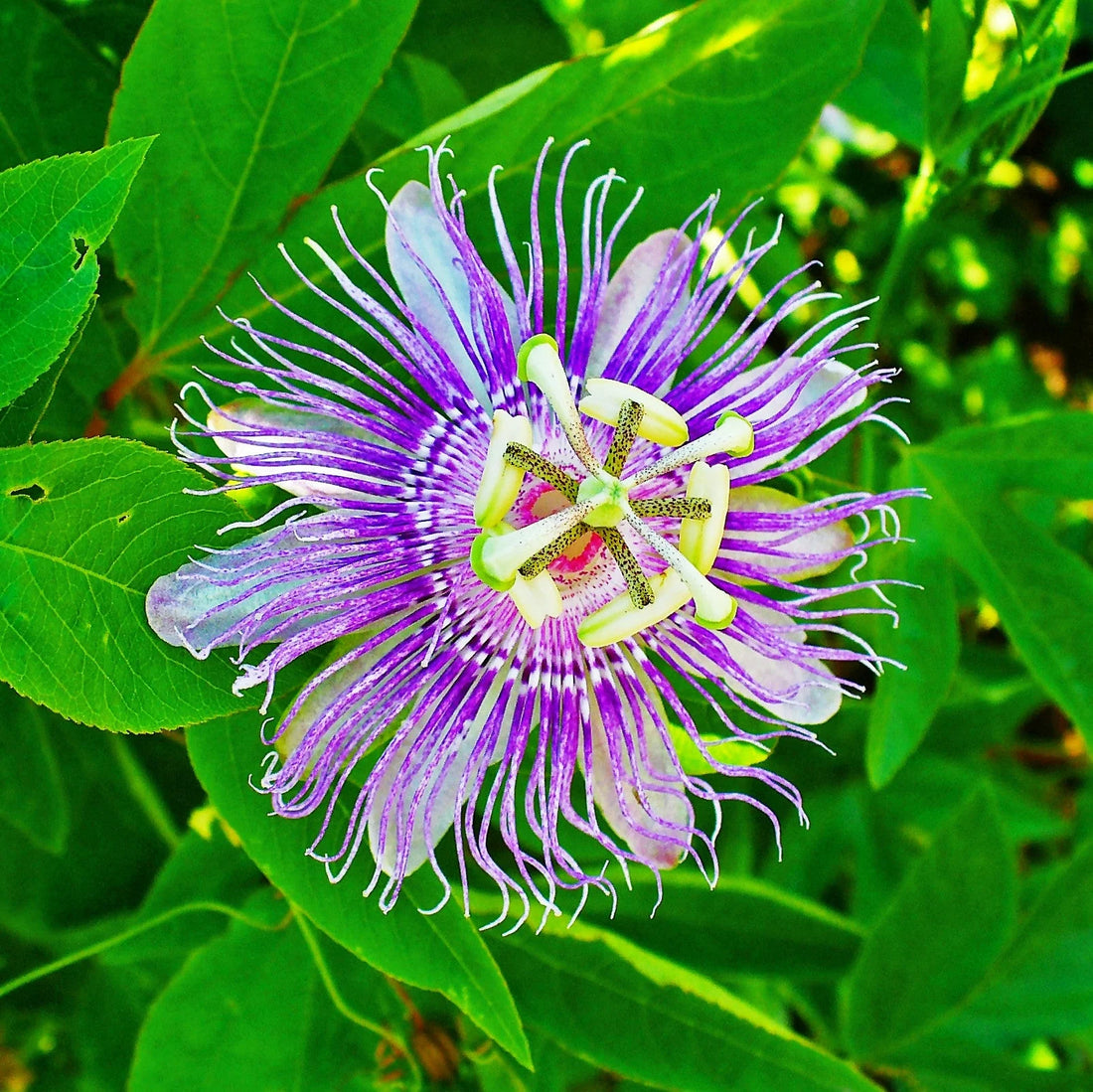 Passion flower seeds