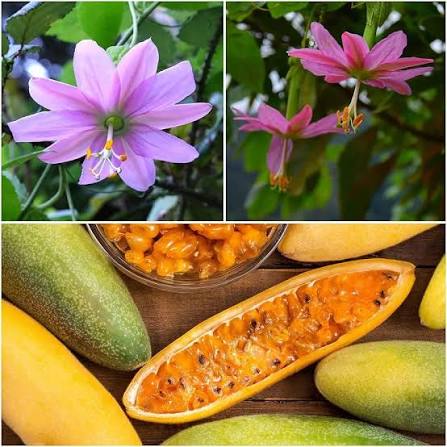 Banana Passion Fruit Passiflora Mollissima Flower Seeds for Planting