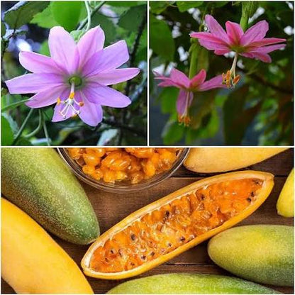 Banana Passion Fruit Passiflora Mollissima Flower Seeds for Planting