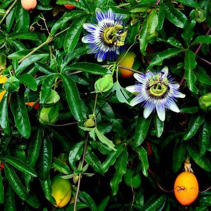 Blue Crown Passion Flower Seeds for Planting – Heirloom Non-GMO Garden Seeds