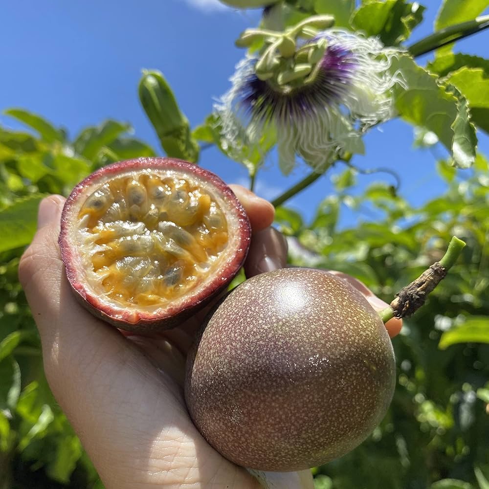 passion fruit seeds
