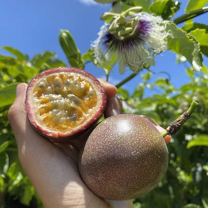 passion fruit seeds