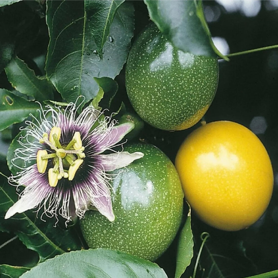 passion fruit seeds