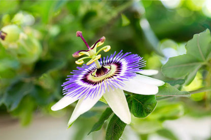 Passiflora flower seeds