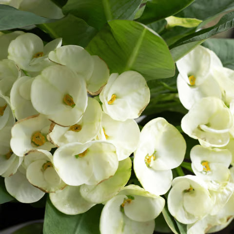 White Euphorbia flower seeds