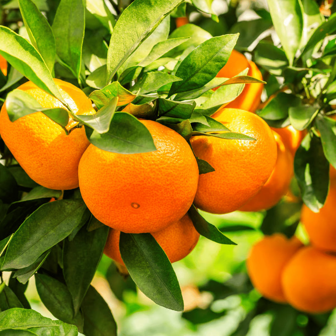 orange fruit seeds