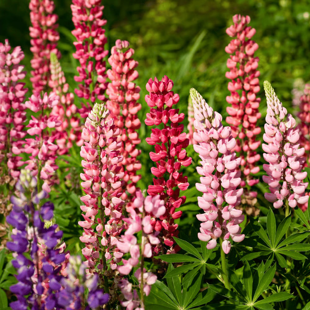 Lupine flower seeds