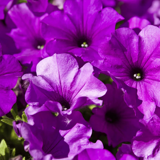 Violet Petunia flower seeds