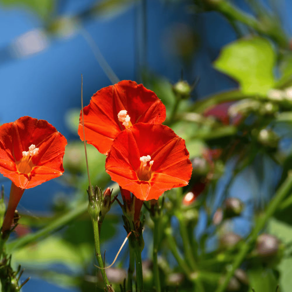 Red Morning flower seeds