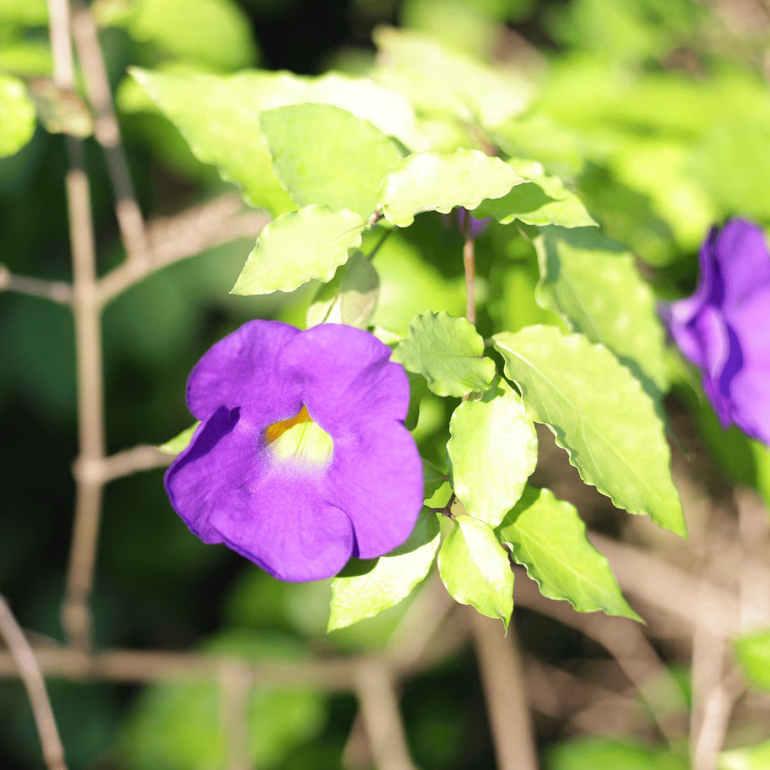 Thunbergia flower seeds