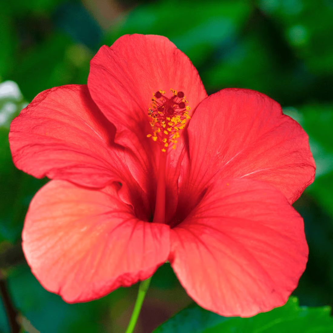 Hibiscus flower seeds
