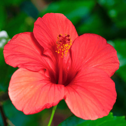 Hibiscus flower seeds