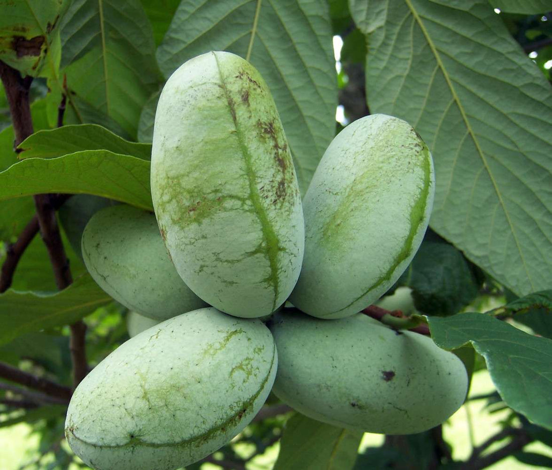 paw paw seeds