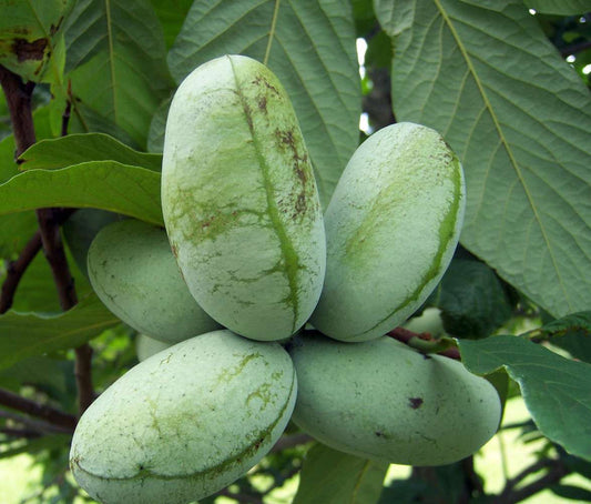 paw paw seeds