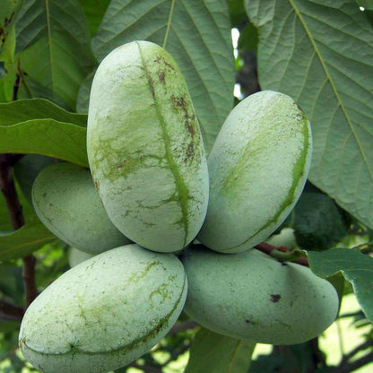 Cultivated Improved Pawpaw plant