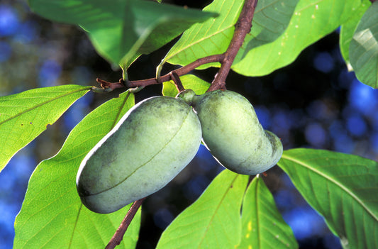 Paw Paw Fruit Seeds for Planting – Heirloom Non-GMO Garden Seeds
