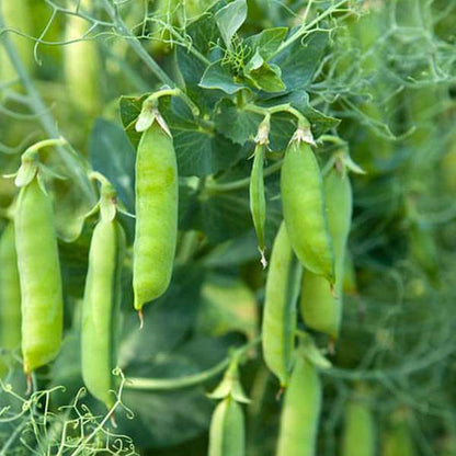 Pea Seeds for Planting – Heirloom Non-GMO Garden Seeds