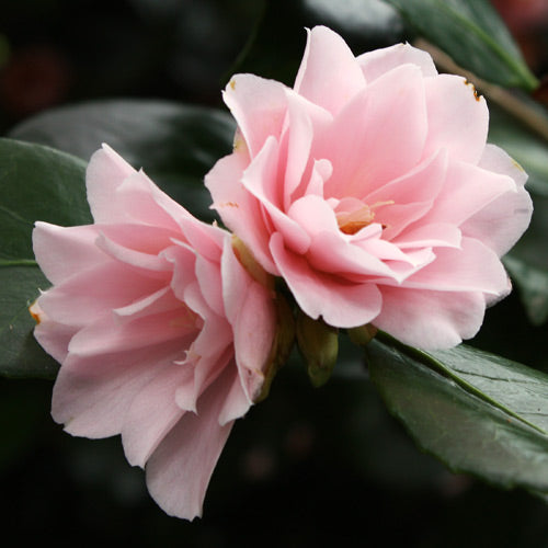 Peach Camellia flower seeds