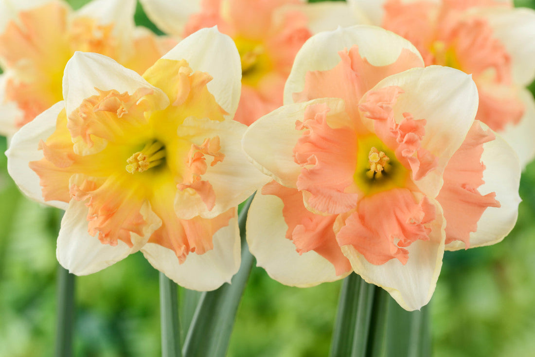 Peach Daffodil flower seeds