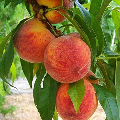 Peach fruit seeds for planting with peach fruit and young peach tree