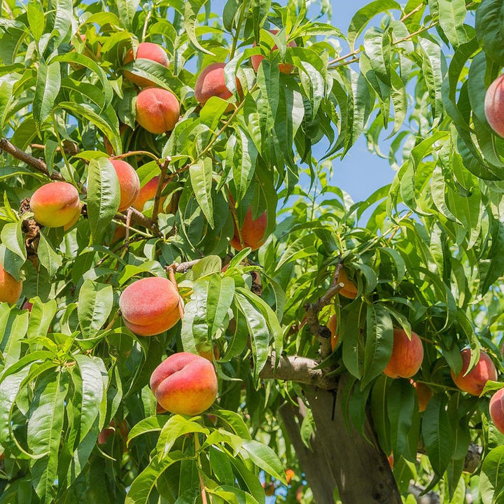 Peach fruit seeds for planting with peach fruit and young peach tree