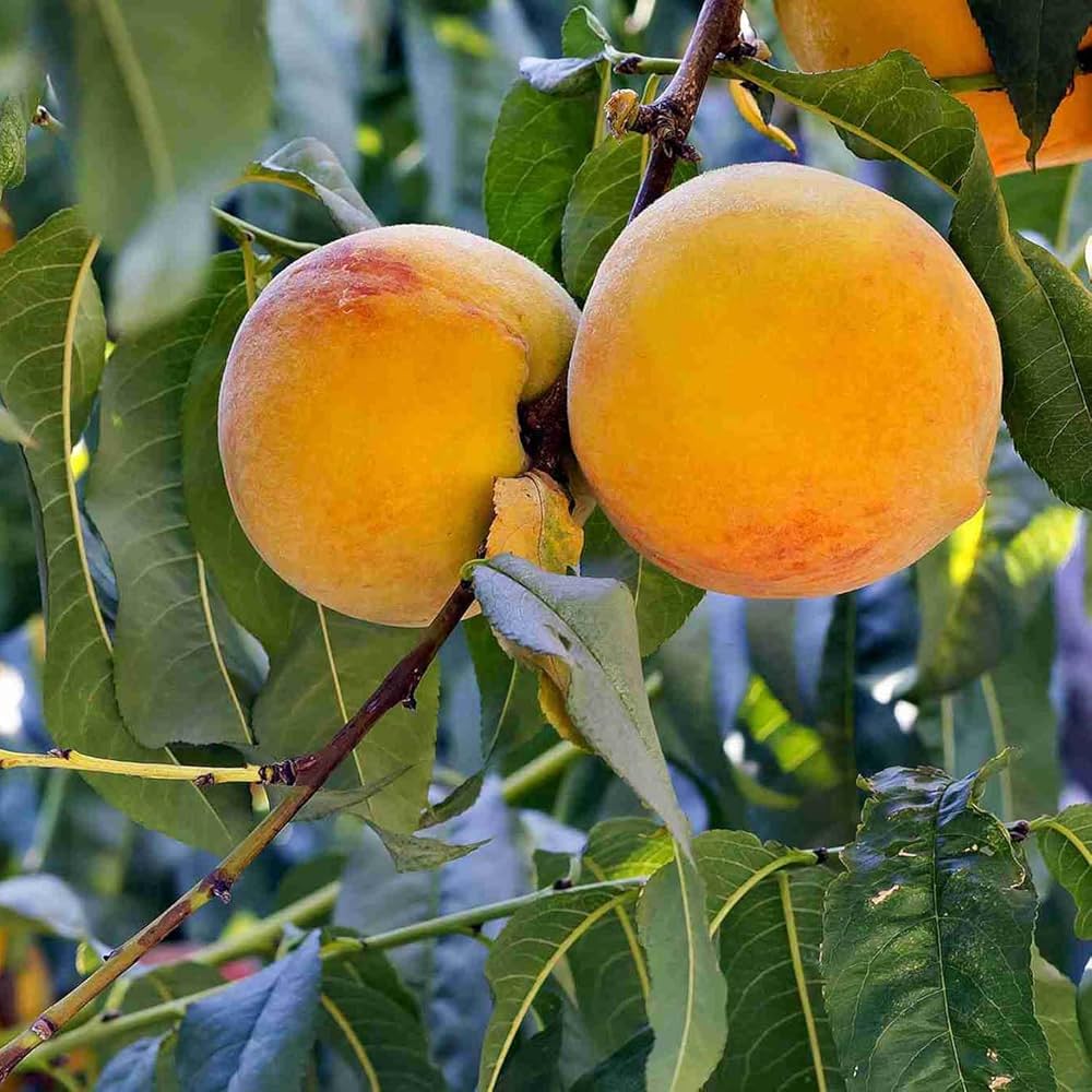 Sweet Yellow Peach Fruit Seeds for Planting and Peach Tree Growing