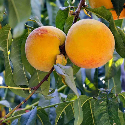 Sweet Yellow Peach Fruit Seeds for Planting and Peach Tree Growing