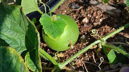 Peach Melon Cucumis melo Seeds for Planting – Sweet Garden Melon Seeds