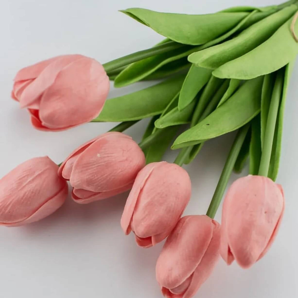 Peach Tulip plant