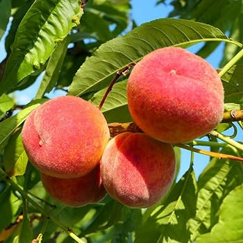 Nemaguard Peach Fruit Seeds for planting and peach rootstock growth