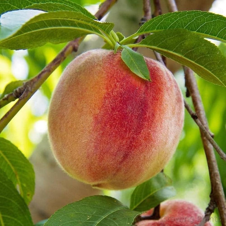 Red Peach fruit seeds for planting and peach tree garden growing
