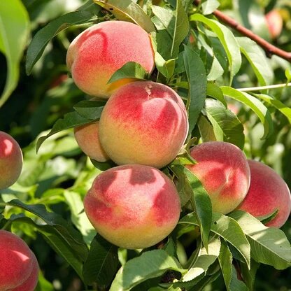 Peach fruit seeds for planting with peach fruit and young peach tree