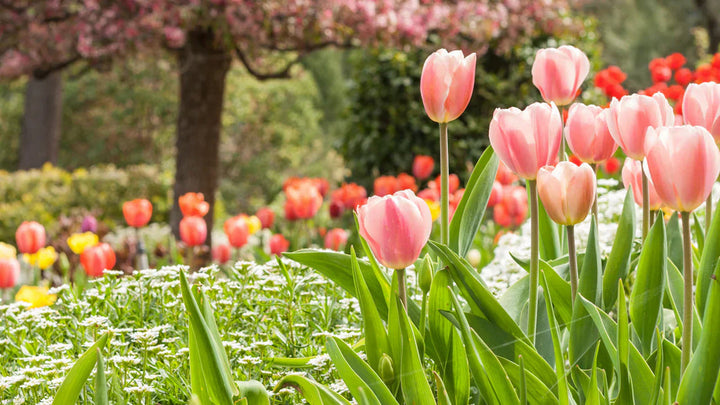 Peach Tulip flower seeds