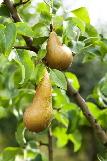 Dusky pear fruit and green foliage on a pear tree, illustrating pear seeds for planting and home orchard gardening.